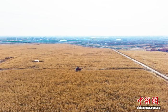 甘肃五年探索6种模式治理22万亩盐碱耕地